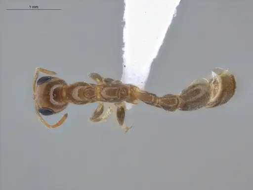 Pseudomyrmex filiformis specimen ECOFOG-BUG-1361-06 image ecofog-bug-1361-06_1
