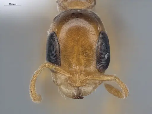 Pseudomyrmex filiformis specimen ECOFOG-BUG-1361-06 image ecofog-bug-1361-06_2