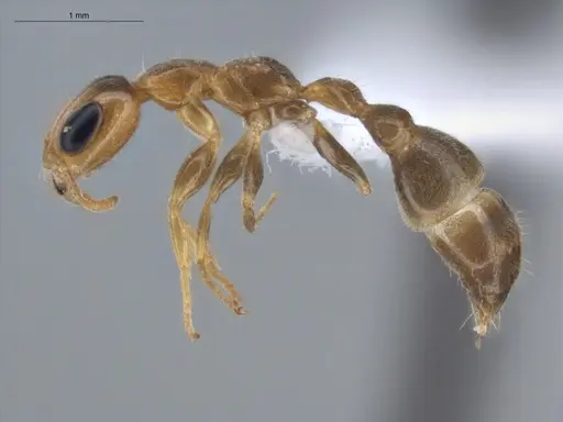 Pseudomyrmex filiformis specimen ECOFOG-BUG-1361-06 image ecofog-bug-1361-06_3