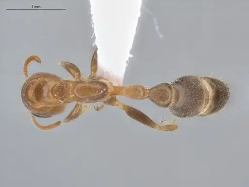 Pseudomyrmex filiformis specimen ECOFOG-BUG-1608-06 image ecofog-bug-1608-06_1