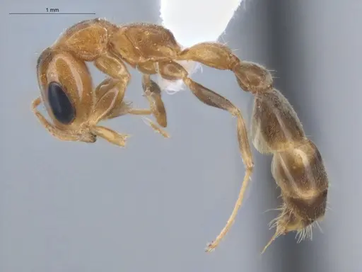 Pseudomyrmex filiformis specimen ECOFOG-BUG-1608-06 image ecofog-bug-1608-06_3