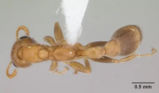 Pseudomyrmex filiformis specimen LACMENT142543 image lacment142543_1