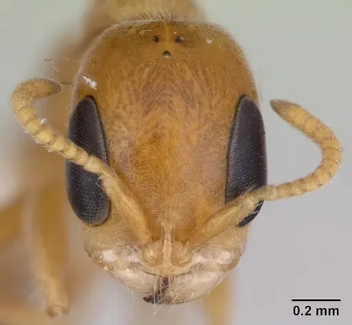 Pseudomyrmex filiformis specimen LACMENT142543 image lacment142543_2