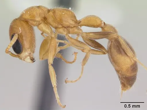Pseudomyrmex filiformis specimen LACMENT142543 image lacment142543_3