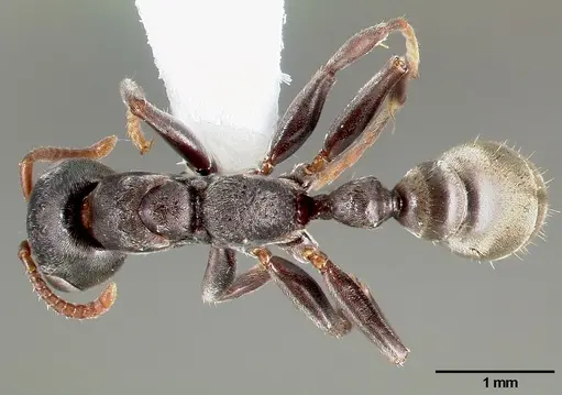 Pseudomyrmex flavicornis specimen CASENT0005786 image casent0005786_1