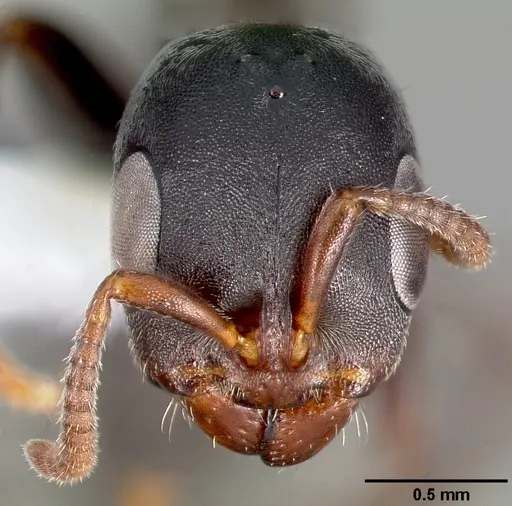 Pseudomyrmex flavicornis specimen CASENT0005786 image casent0005786_2