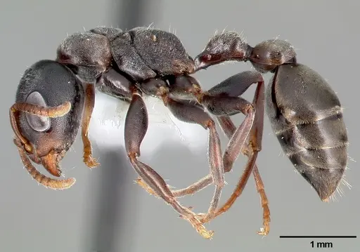 Pseudomyrmex flavicornis specimen CASENT0005786 image casent0005786_3