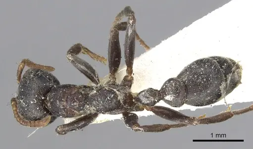 Pseudomyrmex flavicornis specimen CASENT0902905 image casent0902905_1