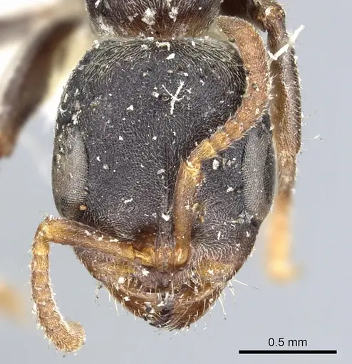 Pseudomyrmex flavicornis specimen CASENT0902905 image casent0902905_2