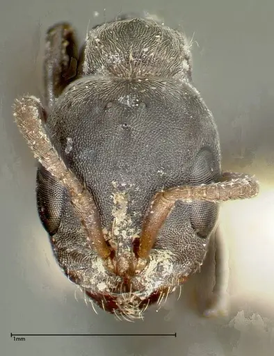 Pseudomyrmex flavicornis specimen FOCOL0315-1 image focol0315-1_2