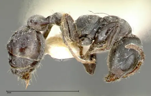 Pseudomyrmex flavicornis specimen FOCOL0315-1 image focol0315-1_3