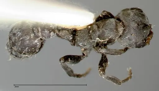 Pseudomyrmex flavicornis specimen FOCOL0315-2 image focol0315-2_1