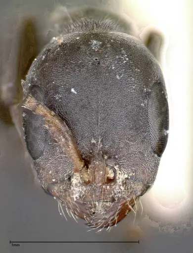 Pseudomyrmex flavicornis specimen FOCOL0315-2 image focol0315-2_2