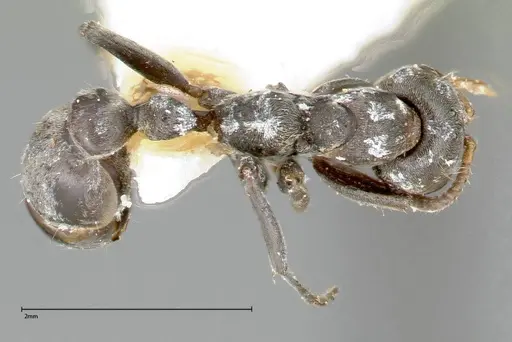 Pseudomyrmex flavicornis specimen FOCOL0315-3 image focol0315-3_1