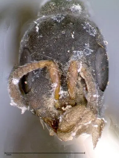 Pseudomyrmex flavicornis specimen FOCOL0315-3 image focol0315-3_2