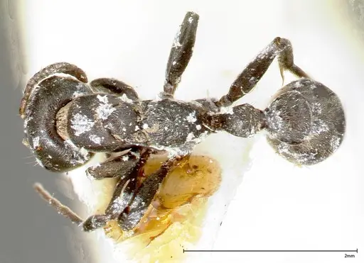 Pseudomyrmex flavicornis specimen FOCOL0316-1 image focol0316-1_1
