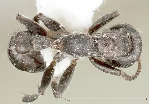Pseudomyrmex flavicornis specimen FOCOL0316-2 image focol0316-2_1