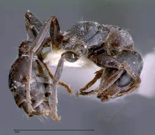Pseudomyrmex flavicornis specimen FOCOL0316-2 image focol0316-2_3