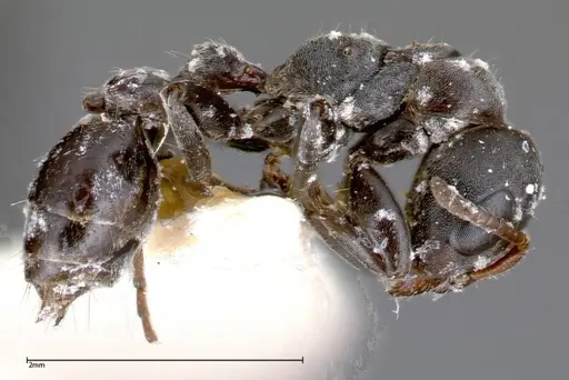 Pseudomyrmex flavicornis specimen FOCOL0316-3 image focol0316-3_3