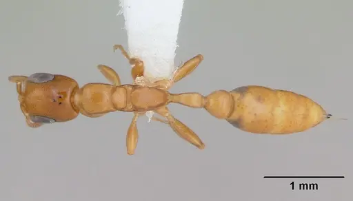 Pseudomyrmex flavidulus specimen CASENT0173754 image casent0173754_1