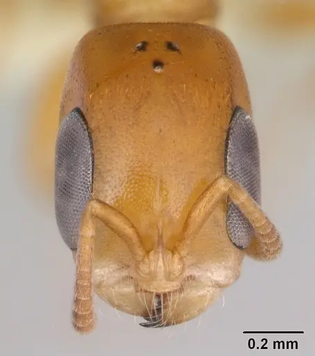 Pseudomyrmex flavidulus specimen CASENT0173754 image casent0173754_2