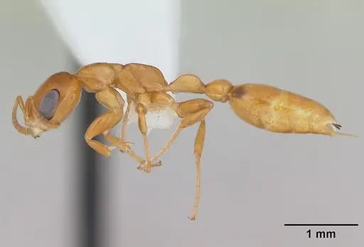 Pseudomyrmex flavidulus specimen CASENT0173754 image casent0173754_3