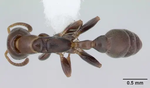 Pseudomyrmex flavidulus specimen CASENT0173755 image casent0173755_1