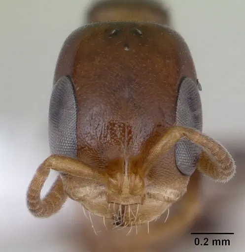 Pseudomyrmex flavidulus specimen CASENT0173755 image casent0173755_2