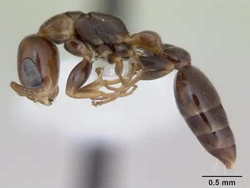Pseudomyrmex flavidulus specimen CASENT0173755 image casent0173755_3