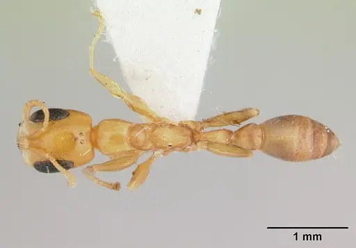 Pseudomyrmex flavidulus specimen CASENT0178623 image casent0178623_1