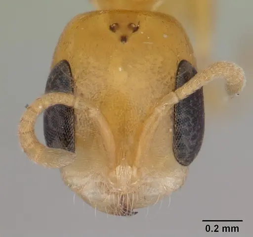 Pseudomyrmex flavidulus specimen CASENT0178623 image casent0178623_2