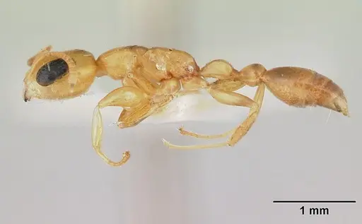 Pseudomyrmex flavidulus specimen CASENT0178623 image casent0178623_3