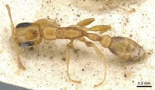 Pseudomyrmex flavidulus specimen CASENT0902895 image casent0902895_1