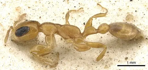 Pseudomyrmex flavidulus specimen CASENT0902895 image casent0902895_3