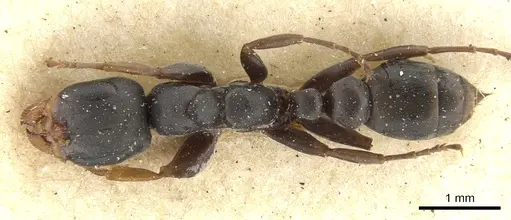 Pseudomyrmex fortis specimen CASENT0902862 image casent0902862_1