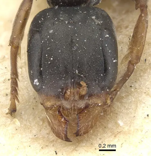 Pseudomyrmex fortis specimen CASENT0902862 image casent0902862_2