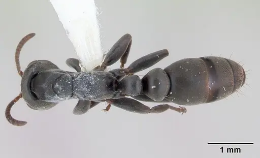 Pseudomyrmex fortis specimen INBIOCRI002281379 image inbiocri002281379_1