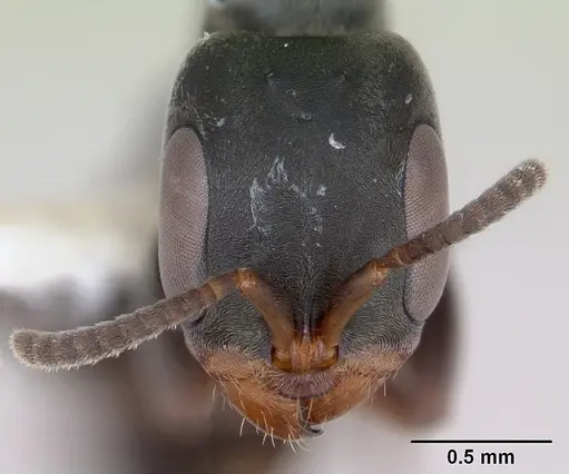 Pseudomyrmex fortis specimen INBIOCRI002281379 image inbiocri002281379_2