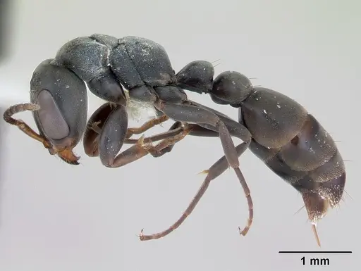 Pseudomyrmex fortis specimen INBIOCRI002281379 image inbiocri002281379_3