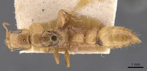 Pseudomyrmex gebellii specimen CASENT0907541 image casent0907541_1