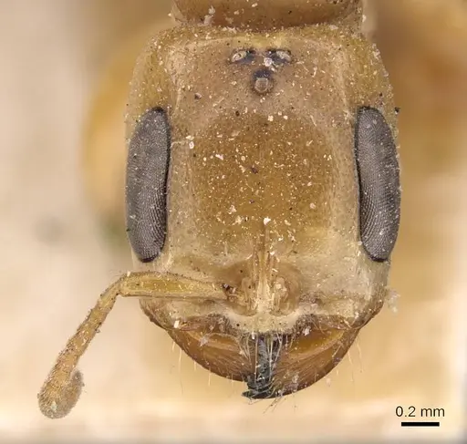 Pseudomyrmex gebellii specimen CASENT0907541 image casent0907541_2