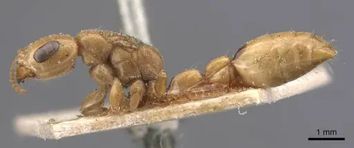 Pseudomyrmex gebellii specimen CASENT0907541 image casent0907541_3