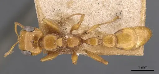 Pseudomyrmex gebellii specimen CASENT0907542 image casent0907542_1