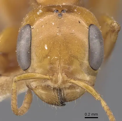 Pseudomyrmex gebellii specimen CASENT0907542 image casent0907542_2