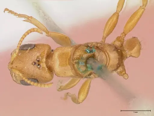 Pseudomyrmex gebellii specimen FOCOL0523 image focol0523_1
