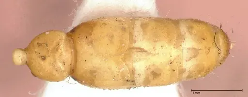 Pseudomyrmex gebellii specimen FOCOL0523 image focol0523_2