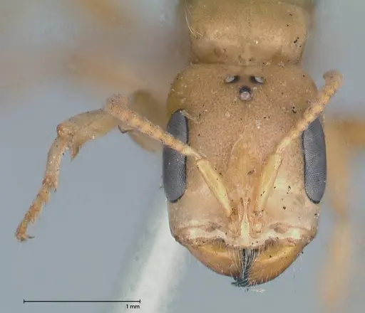 Pseudomyrmex gebellii specimen FOCOL0523 image focol0523_3