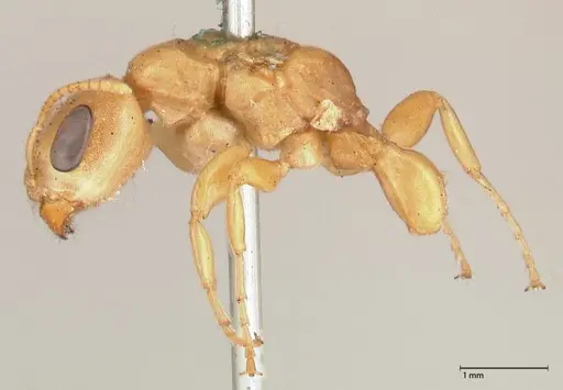 Pseudomyrmex gebellii specimen FOCOL0523 image focol0523_4