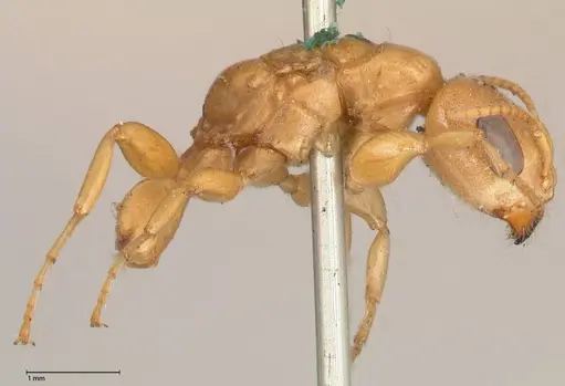 Pseudomyrmex gebellii specimen FOCOL0523 image focol0523_5