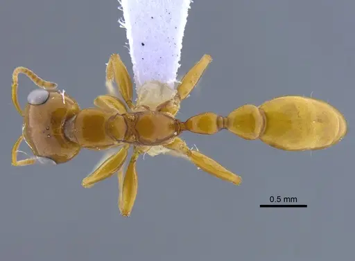 Pseudomyrmex gebellii specimen IAVH-E-247655 image iavh-e-247655_1